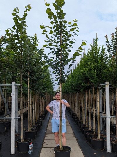 Sommer-Linde / Tilia platyphyllos