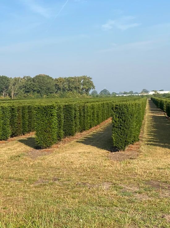 Heimische Eibe / Fertighecke / Heckenelement 175 cm x 50 cm x 50 cm mit  Drahtballierung - Taxus baccata