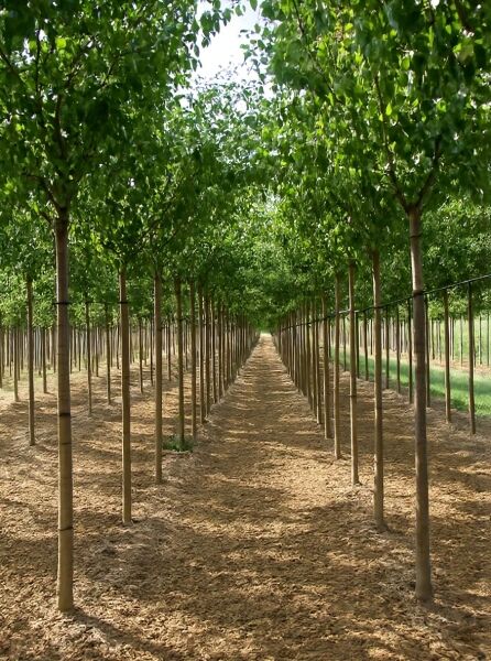 Pyrus communis 'Saint Remy' / Birne 'Saint Remy' Hochstamm 18-20 StU, Reihe junger Bäume mit grünem Laub in Baumschule
