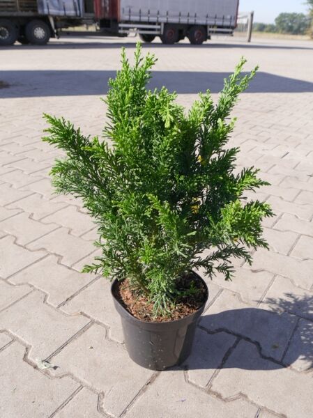 Chamaecyparis obtusa 'Lycopodioides' – Hinoki-Scheinzypresse 'Lycopodioides' / Korallen-Scheinzypresse C2 im Topf, buschig verzweigt