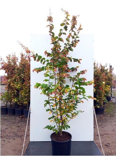 Parrotia persica 'Vanessa' / Eisenholzbaum 'Vanessa', 175-200 cm, C20, mehrtriebiger Jungbaum im Container mit Herbstlaub