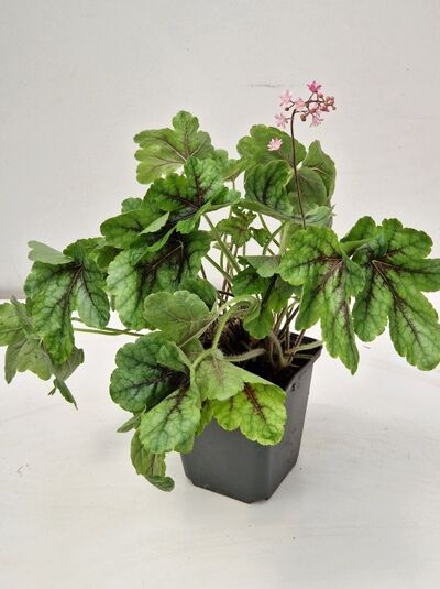 Helles Purpurglöckchen Heucherella alba 'Tapestry' im P9-Topf mit grün geaderten Blättern und zarten rosa Blütenständen