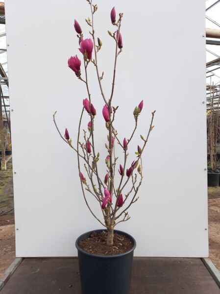 Magnolia 'March Till Frost' / Magnolie 'March Till Frost', 125-150 cm C20, im Topf mit mehreren Trieben und pinken Blütenknospen