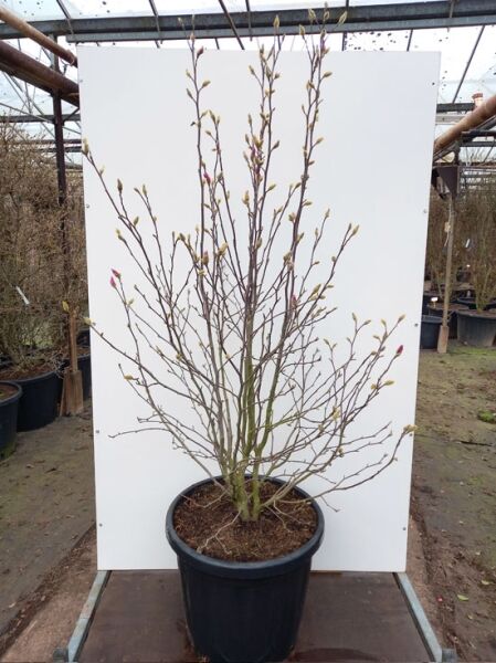 Magnolia loebneri 'Leonard Messel' / Rosa Stern-Magnolie, 150-175 cm, C50, mehrstämmiger Strauch im Container mit Knospen