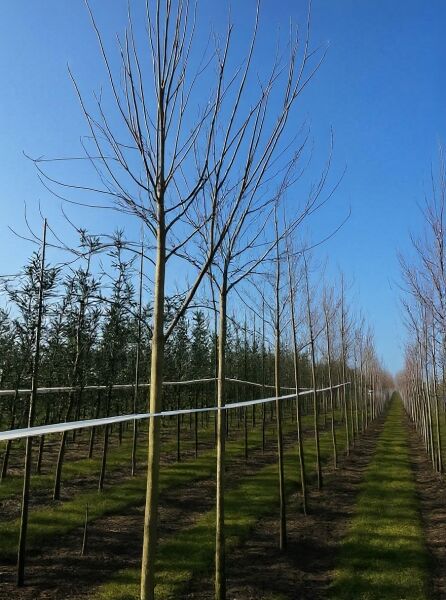 Silber-Ahorn (Acer saccharinum) Hochstamm 14-16 StU, laubloser Stamm mit Krone, in Baumschulreihe angebunden.