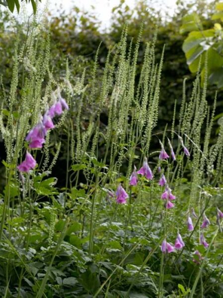 Trichterschwertel  / Dierama pulcherrimum
