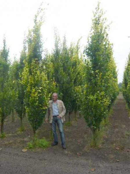 Säulen-Buche Gold (Fagus sylvatica 'Dawyck Gold') 400-450 cm m. Db., schlanker säulenförmiger Baum mit gelbgrünem Laub