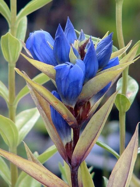 Japanischer Enzian 'Royal Blue' / Japanischer Enzian 'Royal Blue'