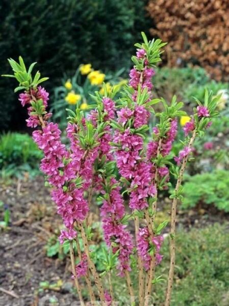 Echter Seidelbast / Echter Seidelbast