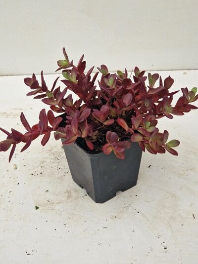 Sedum telephium 'Sunsparkler ® Cherry Tart' / Fetthenne 'Sunsparkler ® Cherry Tart' P9 im Topf, rötliches sukkulentes Laub