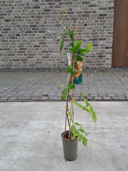 Campsis radicans 'Indian Summer' Trompetenblume, gelb-orangerot, 80-100 cm im C2-Topf, Kletterpflanze am Stab mit Blättern