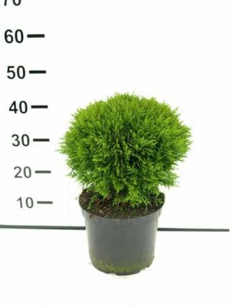 Thuja occidentalis 'Danica' / Lebensbaum 'Danica' 20-30 cm C3, kugelig wachsendes Nadelgehölz im Pflanztopf mit dichtem Grünlaub