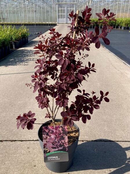 Roter Perückenstrauch (Cotinus coggygria) 'Royal Purple' 60-80 cm C10, Strauch im Topf mit dunkelrotem Laub.