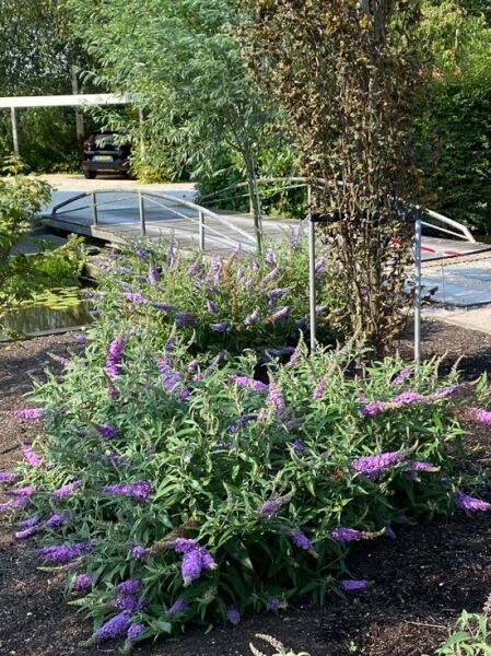 Sommerflieder 'Blue Chip'® / Buddleja 'Blue Chip'®