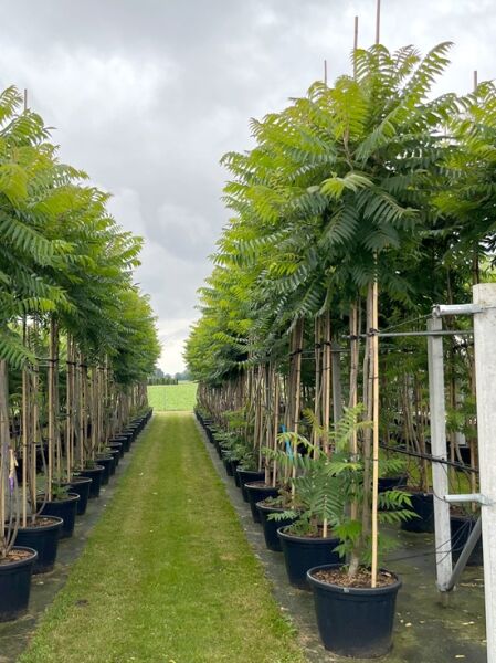 Essigbaum / Hirschkolben-Sumach / Essigbaum / Hirschkolben-Sumach