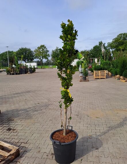 Sulen-Buche 'Dawyck' - Fagus sylvatica 'Dawyck' - Baumschule NewGarden