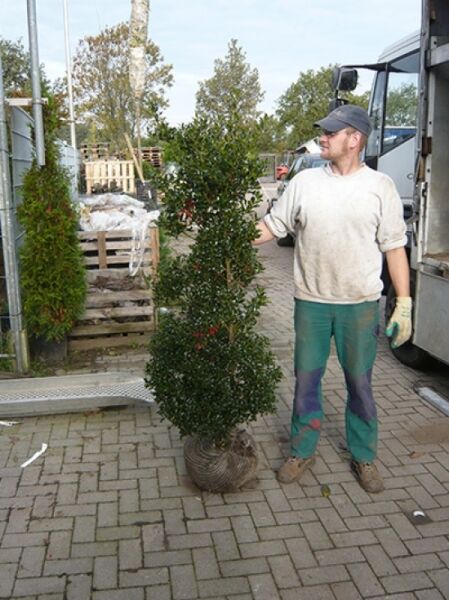Europäische Stechpalme (Ilex aquifolium) 'J. C. van Tol', 150–175 cm, mit Ballen, aufrecht wachsend mit grünen Blättern