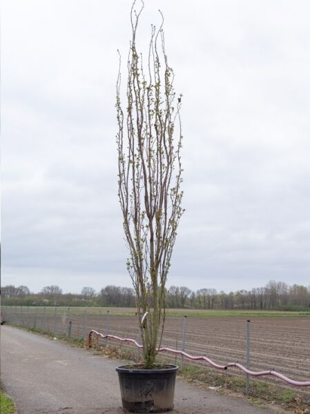 Prunus serrulata 'Amanogawa' / Säulen-Zierkirsche 'Amanogawa' 400-450 cm C200 im Container, aufrechter Wuchs mit Trieben und Knospen