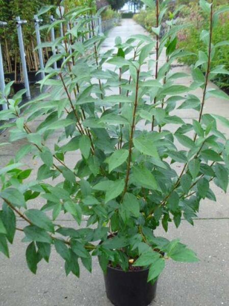 Forsythie ‘Spectabilis’ (Forsythia intermedia ‘Spectabilis’) im Topf C12, 80–100 cm, aufrechter Strauch mit grünen Blättern.