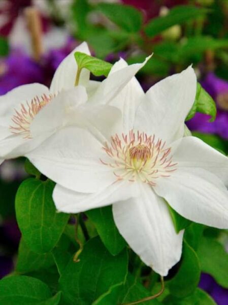 Waldrebe 'Mrs. George Jackman' / Clematis 'Mrs. George Jackman'