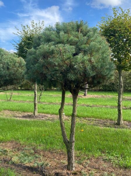 Pinus sylvestris „Norske Typ“ (Norwegische Kiefer/Föhre), Schirmform, ca. 275–300 cm hoch, mehrstämmig mit dichter Krone.