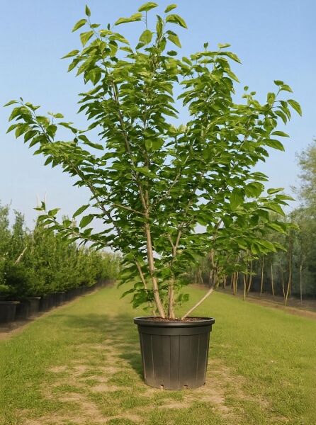 Magnolia denudata, Yulan-Magnolie, mehrstämmiger Strauch im Topf, 200-250 cm, C125, mit grünem Laub.