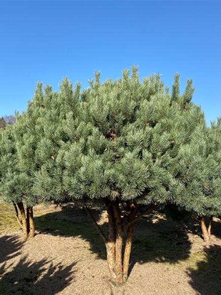 Strauch-Wald-Kiefer Schirmform (Nr.1365) / Pinus sylvestris 'Watereri'  300 cm breit  x 250-275cm hoch