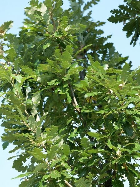Quercus hispanica 'Wageningen' / Spanische Eiche / Lucombe-Eiche 'Wageningen'