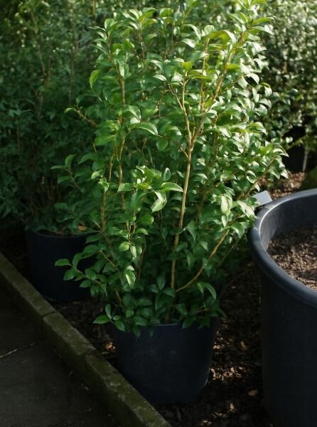 Osmanthus burkwoodii (Frühlings-Duftblüte) 80-100 cm C12, immergrüner Strauch im Topf mit glänzendem grünem Laub