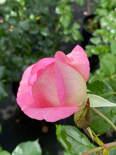 Rosa 'Orienta Magnolia'® / Strauchrose 'Orienta Magnolia'® mit zweifarbiger rosa-cremefarbener Blüte und Knospe am Trieb