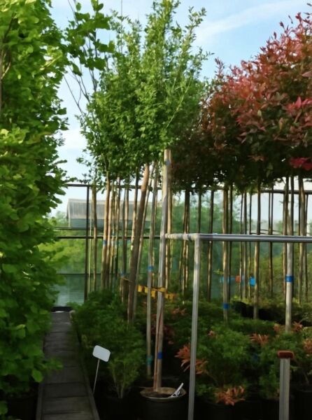 Garten-Eibisch Hibiscus syriacus 'Hamabo' Hochstamm im Container, 10–12 StU, mit grünem Laub in Baumschulreihe.