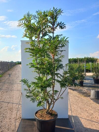 Sorbus 'Dodong' / Mehlbeere 'Dodong' 175-200 cm C65, mehrstämmiger Baum im Container mit grünem Laub