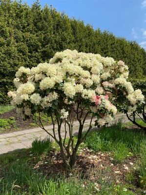 Rhododendron 'Goldbukett' Schirm - Rhododendron wardii 'Goldbukett' 180-200  cm breit x 200-225 cm hoch
