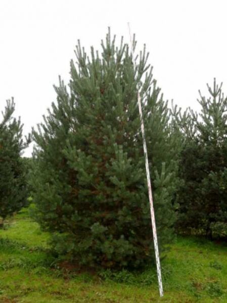 Pinus sylvestris (Gewöhnliche Kiefer/Föhre/Wald-Kiefer) 450-500 cm, mehrstämmiger Nadelbaum im Feldanbau mit Messstab.