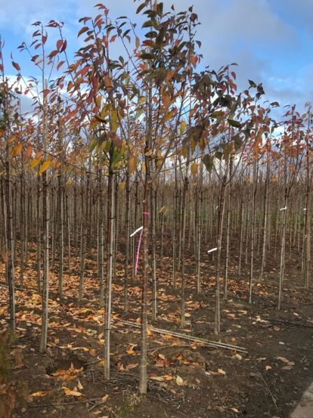 Prunus avium 'Udense Spaanse' / Süßkirsche 'Udense Spaanse' Hochstamm, Baum mit Stamm und verzweigter Krone, Herbstlaub