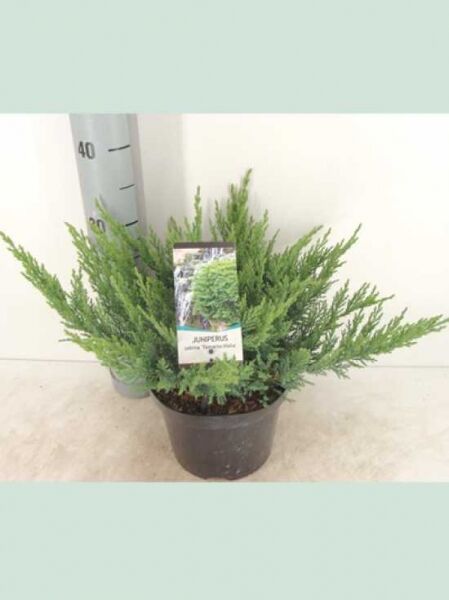 Juniperus sabina 'Tamariscifolia' / Tamarisken-Wacholder, flach wachsender, breiter Strauch im Topf, 40–50 cm breit, C7