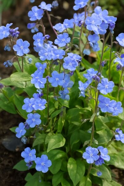 Gedenkmein / Garten-Gedenkmein 'Cherry Ingram' / Gedenkmein / Garten-Gedenkmein 'Cherry Ingram'