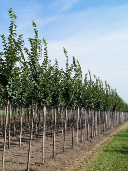 Ulmus 'Lobel' (Schmalkronige Stadt-Ulme) Hochstamm 8-10 StU mit Ballen, Reihe junger Bäume in Baumschule