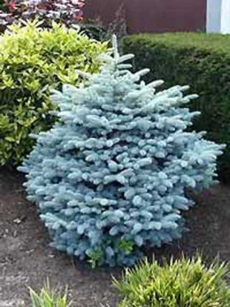 Picea pungens 'Glauca Globosa' / Kleine Blau-Fichte