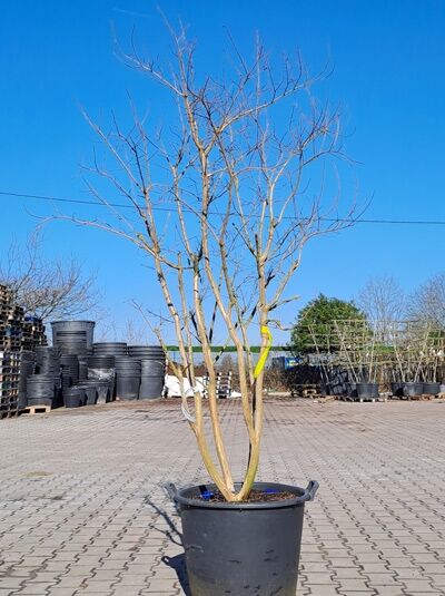 Chinesische Kräuselmyrte 'Coccinea' 200-250 cm / Lagerstroemia indica 'Coccinea' (1567141)