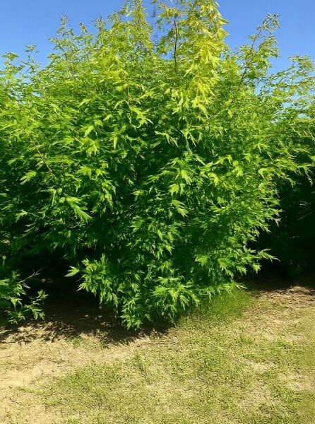 Geschlitzter Silber-Ahorn (Acer saccharinum 'Laciniatum Wieri'), 300–350 cm, mit dichtem Wuchs und stark geschlitzten Blättern.