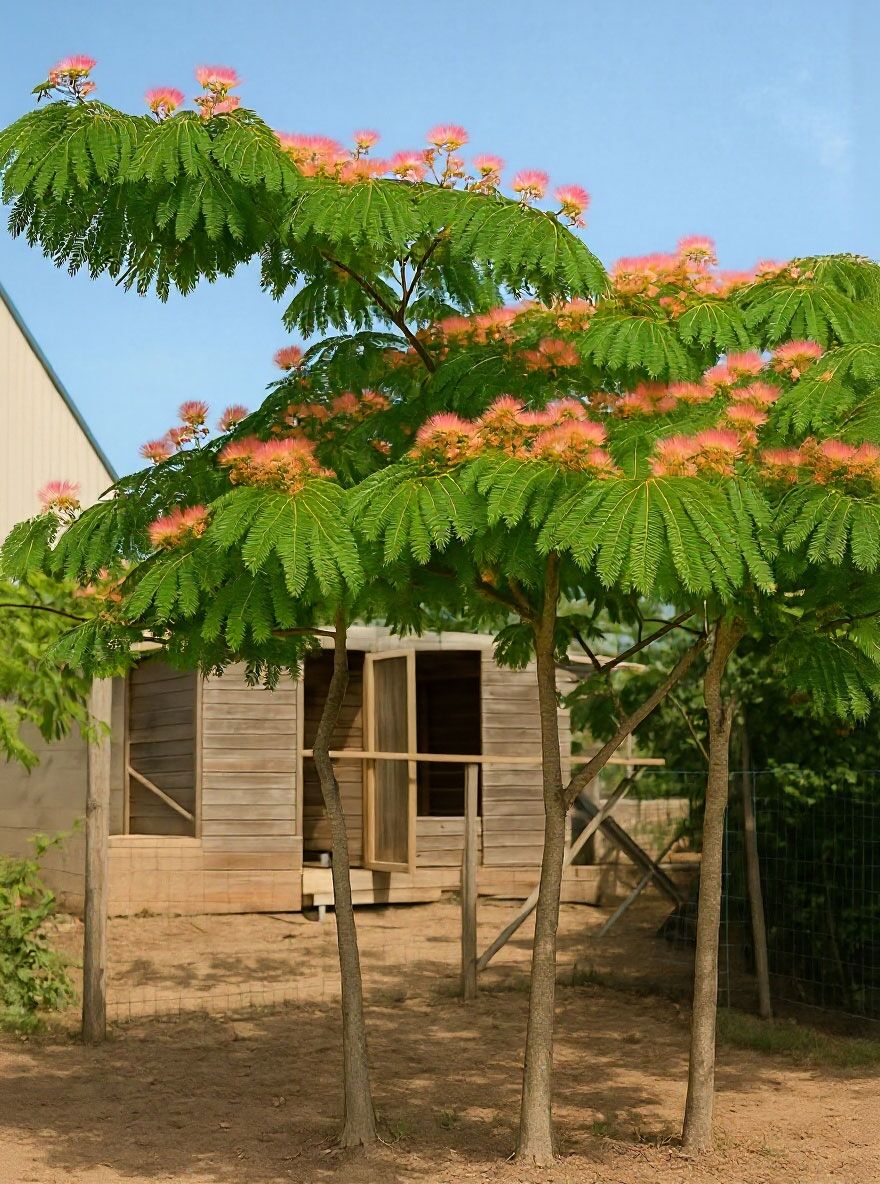 Seidenbaum 'Ombrella' - Albizia julibrissin 'Ombrella' / Albizia  julibrissin 'Boubri'
