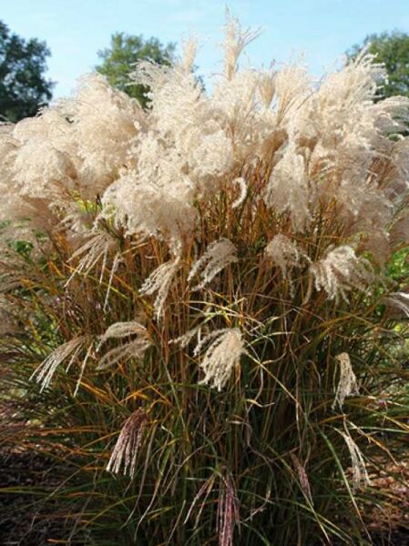 Miscanthus sinensis 'Kleine Fontäne' / Chinaschilf 'Kleine Fontäne'