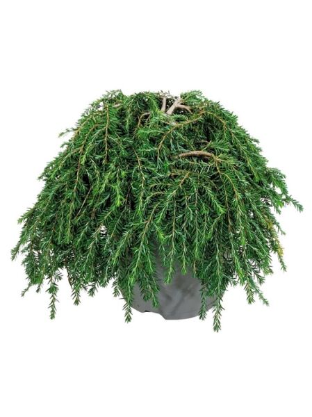 Kriechende Hemlocktanne 'Cole's Prostrate' / Tsuga canadensis 'Cole's Prostrate'