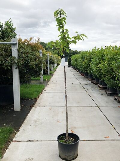 Prunus avium 'Merchant' / Süßkirsche 'Merchant' als junger Hochstammbaum im Topf mit grünem Laub