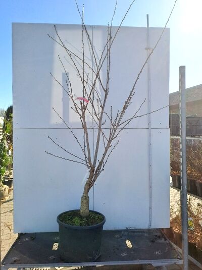 Prunus yedoensis / Tokio-Kirsche, Hochstamm im Container C50, 200-250 cm, mit verzweigten, unbelaubten Trieben.