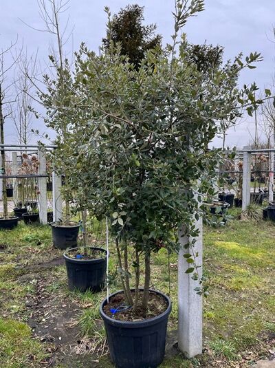 Stein-Eiche / Stechpalmen-Eiche / Wintergrüne Eiche 200 cm Schirmform / Quercus ilex (874663)