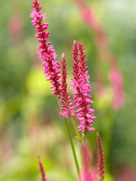 Kerzen-Knöterich 'Taurus' / Persicaria amplexicaulis 'Taurus'