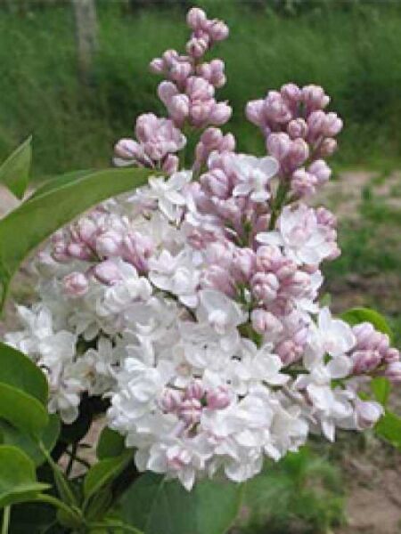 Syringa vulgaris 'Beauty of Moscow ®' / Edelflieder 'Beauty of Moscow' / 'Schöne von Moskau'
