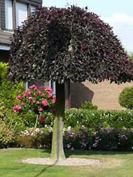 Hänge-Blut-Buche 'Purpurea Pendula' / Hänge-Blut-Buche 'Purpurea Pendula'